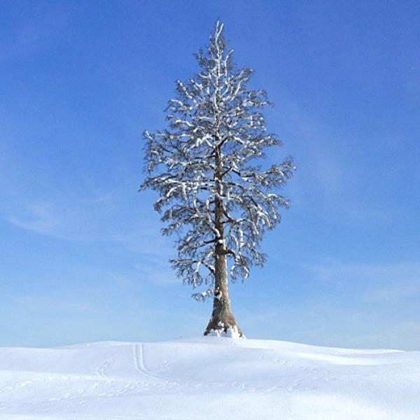 درخت زمستان